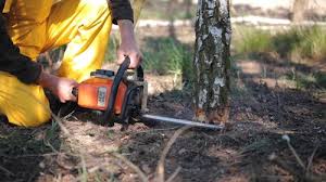 Best Tree Mulching  in Fairfield Beach, OH