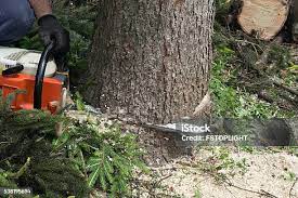 Best Hedge Trimming  in Fairfield Beach, OH
