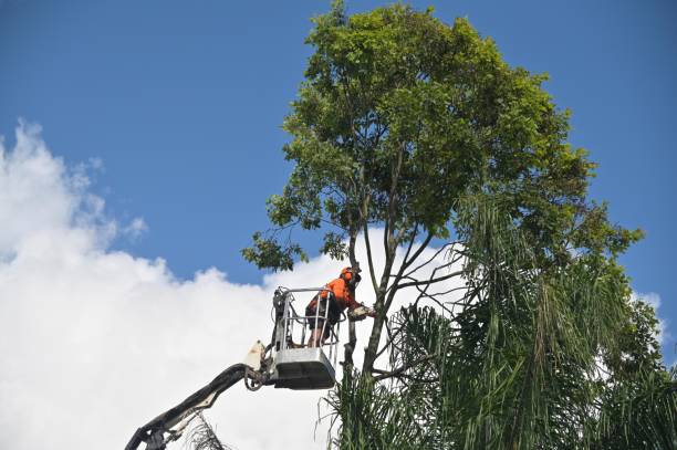 Best Leaf Removal  in Fairfield Beach, OH
