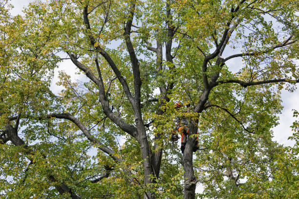 Best Commercial Tree Services  in Fairfield Beach, OH